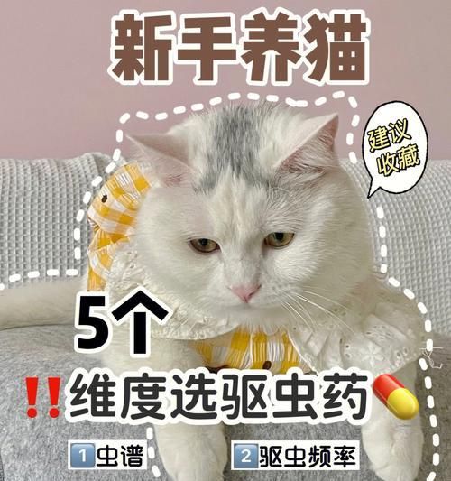 小猫除虫指南——如何给宠物自己除虫（宠物健康）