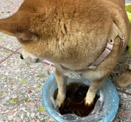 狗狗的饮食保健（为你的爱犬选择最佳营养汤品）