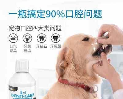 如何保护你的宠物狗狗的牙齿健康（从日常护理到饮食注意）