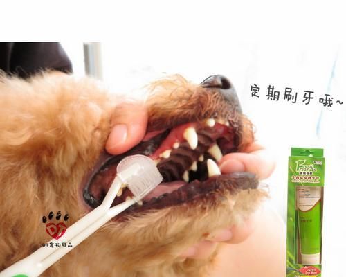 如何保护你的宠物狗狗的牙齿健康（从日常护理到饮食注意）