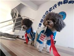 酷贝贝训犬师培训(图)-天津宠物狗训练学校-天津宠物狗训练