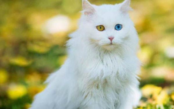 宠物猫尿血是什么问题啊