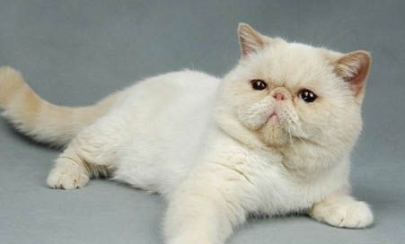 宠物猫尿血是什么问题啊
