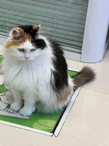 温柔的医护猫日子