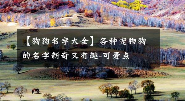 【狗狗名字大全】各种宠物狗的名字新奇又有趣-可爱点