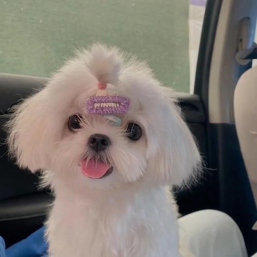 可爱狗狗头像