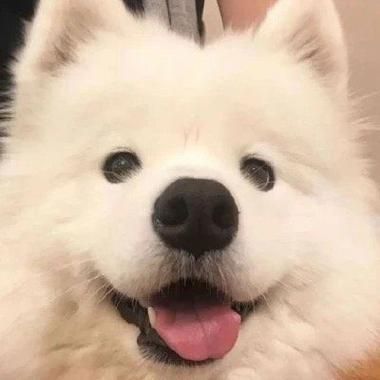 可爱狗狗头像