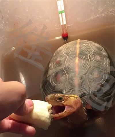 如何给宠物龟喂药