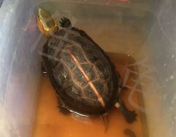 如何给宠物龟喂药