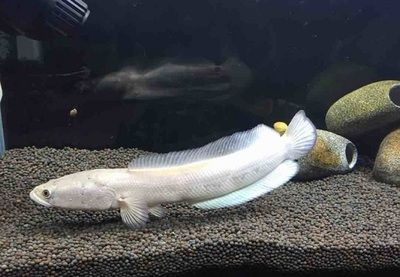 雷龙鱼那个品种最小（最小的雷龙鱼品种是什么）