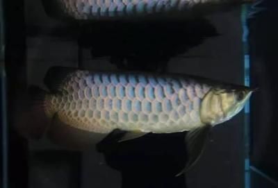 什么红龙鱼好看（最漂亮的红龙鱼品种）