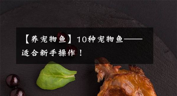 【养宠物鱼】10种宠物鱼——适合新手操作！文章配图