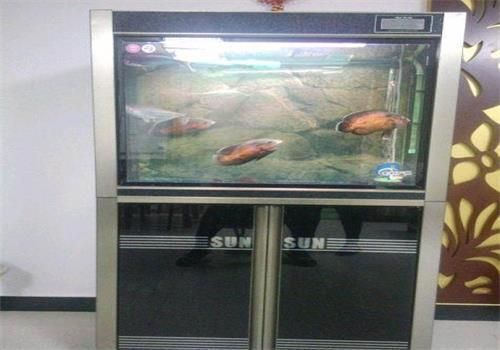 家庭水族箱养什么鱼?家庭水族箱养鱼注意事项?