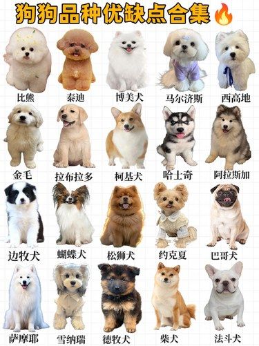 狗狗品种及优缺点合集