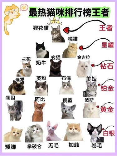 猫咪有不同的性格特征，你家的猫咪什么段位❓