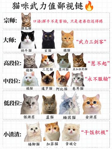 猫咪界的武力值！看看你家宝贝是什么段位