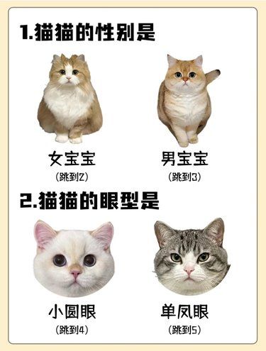 想知道你家猫咪是什么类型吗？