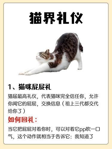 猫咪每天都在跟你行大礼你却不知道❓