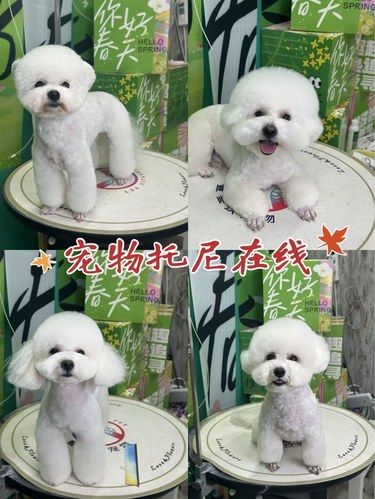 宠物托尼来啦！