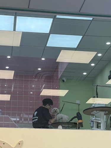 小狗洗澡香香！