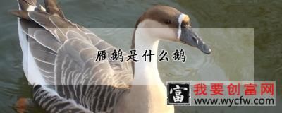 雁鹅是什么鹅