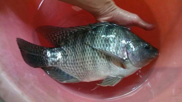 钓罗非用什么饵料最好