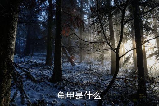龟甲是什么