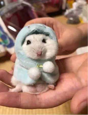怎样看出仓鼠喜欢主人