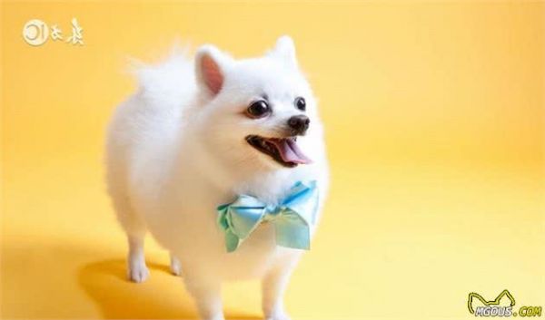 狗狗也会过敏？不只是因为吃