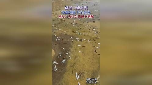 路过一处水坝，没想到底下全是鱼，网友：为什么我碰不到呢