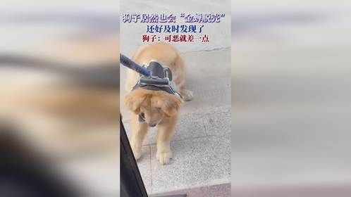狗子居然也会金蝉脱壳，还好及时发现了，狗子：可恶就差一点