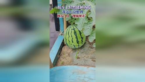 三轮车上居然能种西瓜，我怎么没想到，网友：真“现摘现卖”