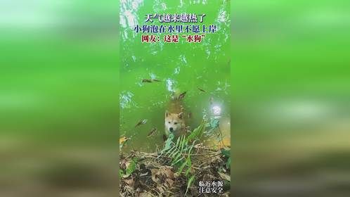 天气越来越热了，小狗泡在水里不愿上岸，网友：这是“水狗”
