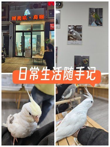 宠鸟的舒适小天地