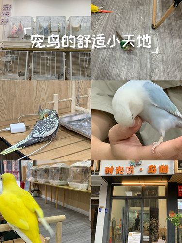 宠鸟的舒适小天地
