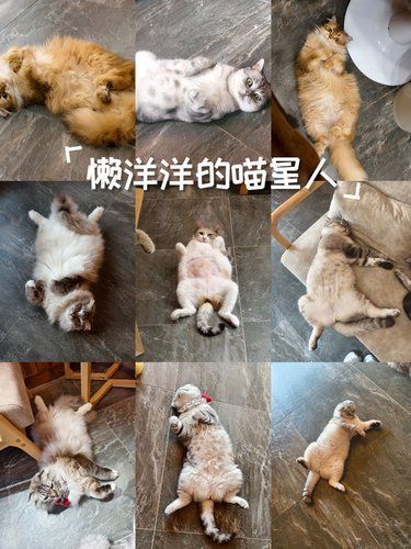 天转热地上长出很多翻肚猫