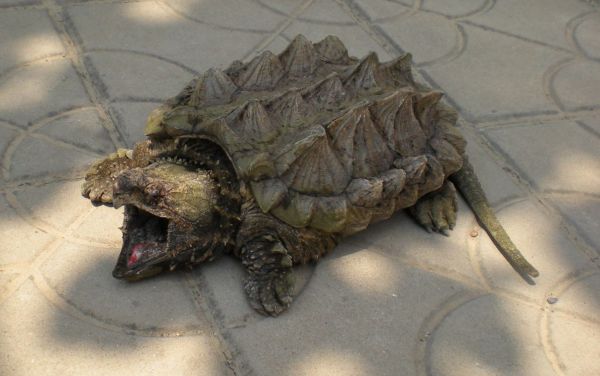 真鳄龟