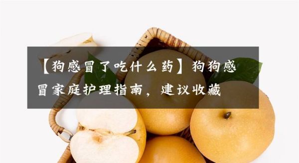 【狗感冒了吃什么药】狗狗感冒家庭护理指南，建议收藏