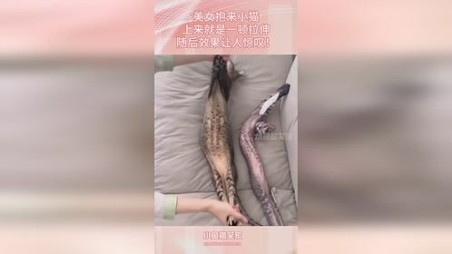 美女抱来小猫，上来就是一顿拉伸，随后效果让人惊叹！