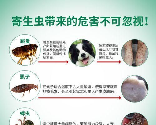 宠物狗误食跳蚤药怎么办？最有效的急救措施是什么？