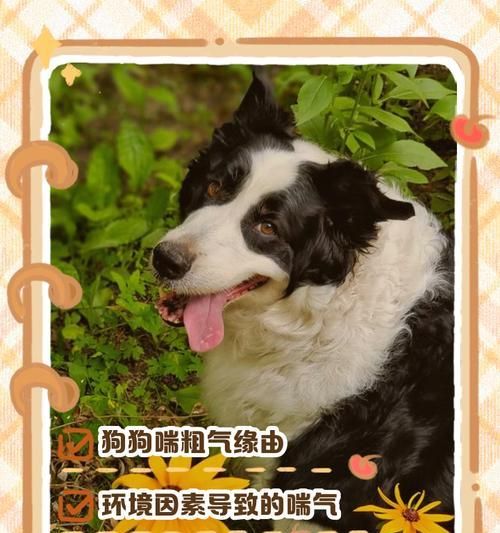 狗狗出现哮喘症状是什么原因？如何缓解？