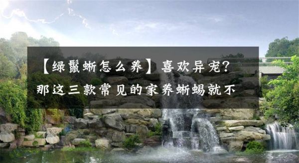 【绿鬣蜥怎么养】喜欢异宠？那这三款常见的家养蜥蜴就不要错过了！可爱还好养！文章配图