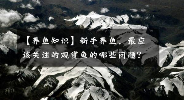 【养鱼知识】新手养鱼，最应该关注的观赏鱼的哪些问题？一切全在观察文章配图