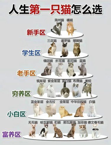 人生养的第一只猫咪要怎么选？