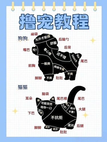 知道怎么撸宠吗 一张图告诉你