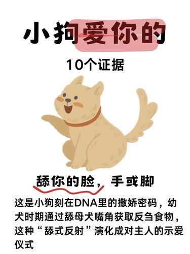 小狗爱你的的10个证据