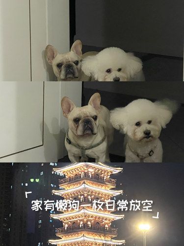 夜晚，你家的宠物在干嘛？