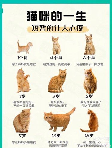 请多多陪伴你的猫猫