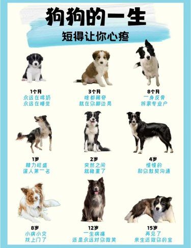 狗狗的一生太短暂，短暂的让人心碎