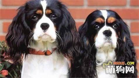 你知道萌宠们品种名字的历史来源吗，这只猎犬竟然和君王同名